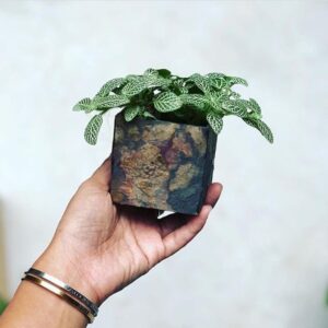skinrock plantenpot